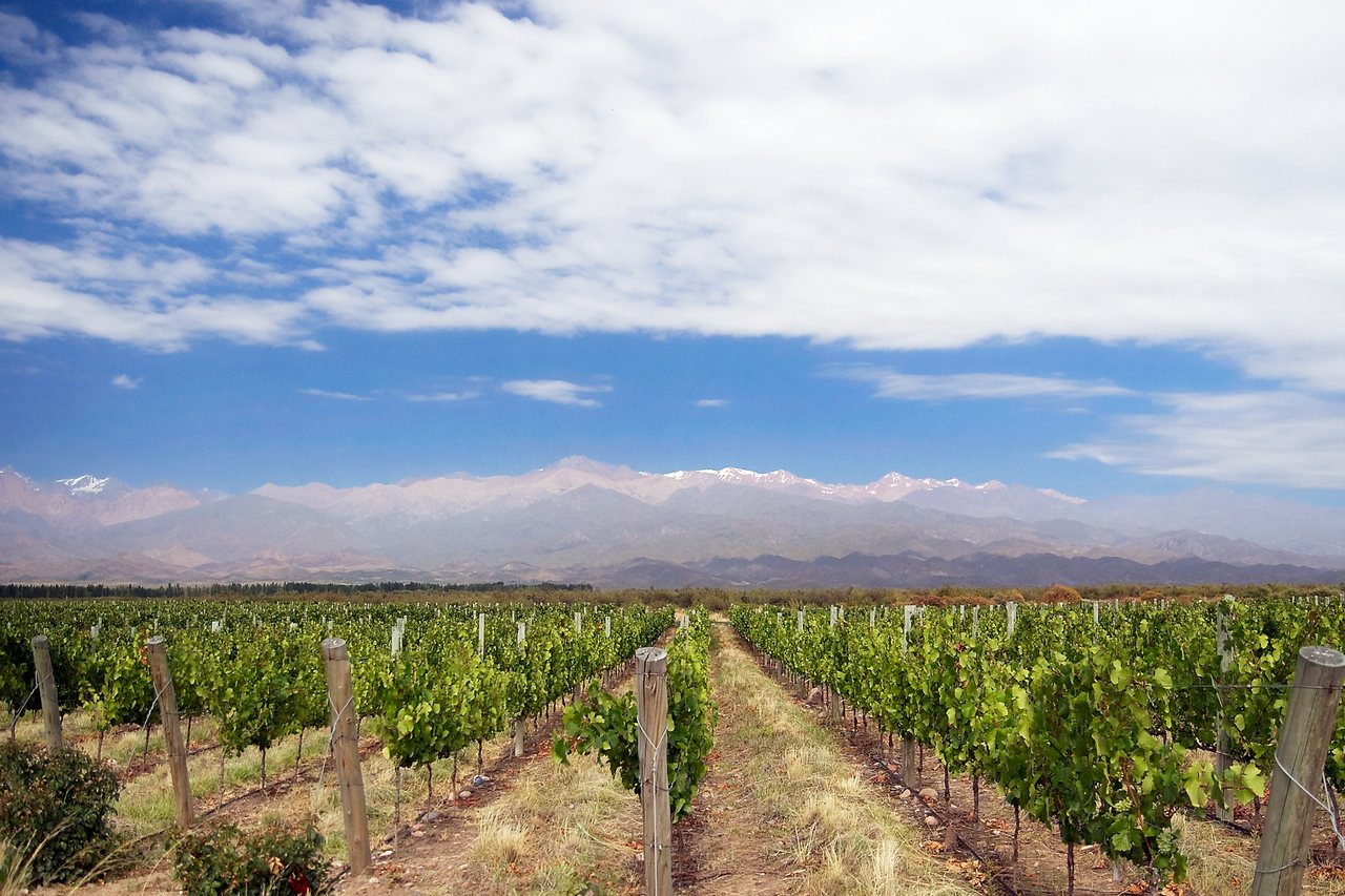 Paisaje del Valle de Uco, Mendoza, con viñedos y los Andes al fondo.